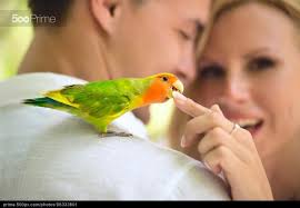 Birds You Can Have As Pets Uk Loro En El Hombro Foto Parrot Conure Cute Animals