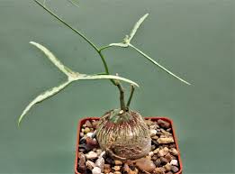 Image result for Adenia kirkii