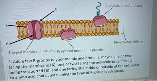 Aktuelle preise für produkte vergleichen! Lipid Anchored Proteins No A 00 Phospholipid Bilayer Chegg Com