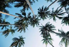 The smaller or dwarf native florida palms can be as short as 20 ft. 11 Fascinating Facts About Palm Trees