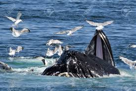 Humpback whales tend to feed by opening their mouth wide to gulp down as much prey, like fish or krill, as possible, leading marine scientists to speculate that what happened to mr packard was in all. Humpback Whale Open Mouth Feeding Stock Photo Picture And Royalty Free Image Image 91377621