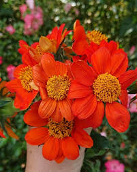 Image result for Tithonia rotundifolia