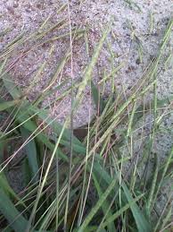 Makna dari sebuah nama juga terbilang penting bagi masyarakat cina. Info Padi As Salamualaikum Dn Selamat Siang Pd Rakan Facebook