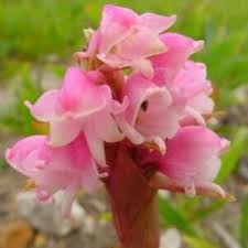 Image result for Satyrium coriophoroides