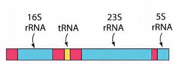 We did not find results for: Http Conf Agi Nu Ac Th Webnewasp Ereading Gene Unit5 Pdf
