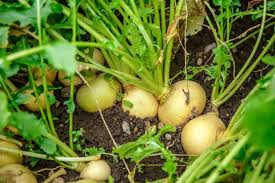 Good soil fertility will help them grow quickly. How To Plant And Grow Turnips