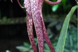 Image result for Bulbophyllum vulcanicum