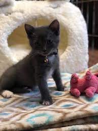 Maybe you would like to learn more about one of these? Ark Veterinary Care Home Facebook