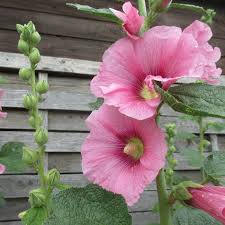 Maybe you would like to learn more about one of these? Growing Hollyhocks A Traditional Cottage Garden Favorite