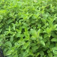 Image result for Ocimum lamiifolium
