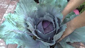 How to pick cabbage from garden. Growing Red Cabbage How To Grow Plant Red Cabbage Plant Instructions