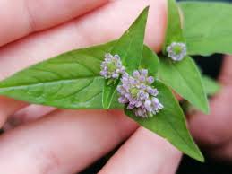 Image result for Persicaria nepalensis