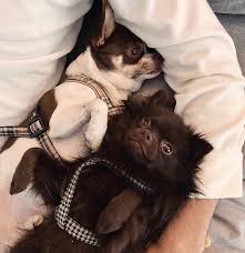 Are you looking to get in touch with bianca ingrosso for commercial opportunities ? Bianca Ingrossos Utbrott Mot Cyklister Jag Hatar Er