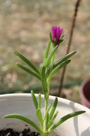 Different types of flowering succulents. Fingers With Pink Flowers