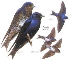 Purple Martin Festival Purple Martin Birdhouse Purple Martin Martin Bird