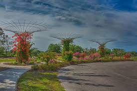 74 year old killed in pedestrian crash. Bougainvillea Display Peace River Botanical And Sculpture Garden Photograph By Mitch Spence