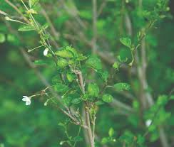 Image result for Hibiscus micranthus