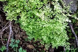 Image result for Anogramma leptophylla