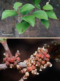 Image result for Pouzolzia mixta