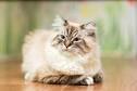 Himalayan Cat Colors : Pictures of Chocolate and Lilac ...
