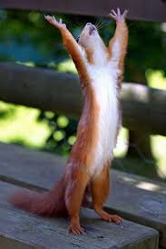 Hallelujah Squirrel Weird Animals Animals Funny Animals