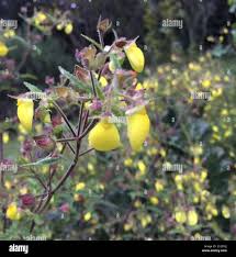 Image result for Calceolaria tripartita