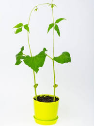 But beyond the how long does it take for green beans to grow? Growing Beans In Containers How To Care For Potted Bean Plants