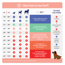 How Hot Is Too Hot For Your Dog Petplan