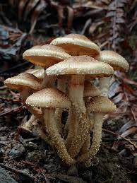 Image result for Scleria clathrata