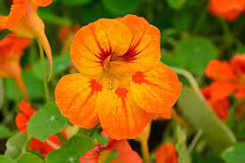 In the uk eating flowers isn't a new idea. How To Grow Edible Flowers The English Garden