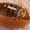 We have 2163 homeowner reviews of top san antonio pest control services. 1