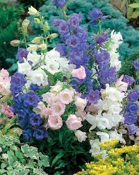 Biggest Surprise Success Canterbury Bells Campanula Cup And Saucer Mix I Think I Pleasantly Underestimated The Size Flower Seeds Plants Flowers Perennials
