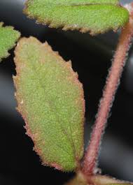 Image result for Euphorbia ophthalmica