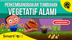 Perkembangbiakan vegetatif alami adalah perkembangbiakan tumbuhan dengan tidak menanam biji/buahnya tanpa penyerbukan atau secara tak kawin. Perkembangbiakan Tumbuhan Secara Vegetatif Alami Smartpoint Sd6004smh Youtube