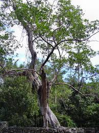 Image result for Ficus tremula