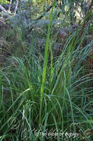 Image result for Galium scabrellum