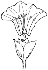 Image result for Convolvulus farinosus