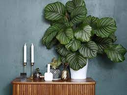 Tanaman hias selanjutnya yang bisa anda jadikan pilihan sebagai dekorasi dalam rumah minimalis yaitu tanaman pachira. 15 Tanaman Hias Untuk Sedot Racun Udara Bikin Rumah Lebih Sehat