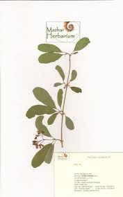 Image result for Cordia sinensis