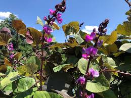 Image result for Lablab purpureus