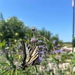 Family Friendly Nature Walk at the Cosumnes River Preserve