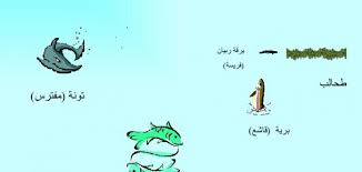 السلسلة الغذائية البحرية