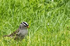 Birds Of Western Washington Pin On 06 Western Washington