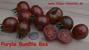 On commence les semis en mars pour un repiquage en pleine terre à partir de la mi mai lorsque les dernières gelées sont passées. Purple Bumble Bee Violette Cocktailtomate Mit Grunen Streifen Saatgut Tomaten Samen Gemuse Kalebassen Kleiner Gemusekonig