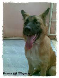 หน้ารวมร้านขายอุปกรณ์สุนัขและประกาศขายสินค้าหรือบริการเพื่อสุนัข อาหารสุนัข, บ้านหมา, ขนมสุนัข, ของเล่นสุนัข, เสื้อผ้าสุนัข, ยากำจัดเห็บ. 2 à¸‚à¸§à¸šà¹à¸¥ à¸§