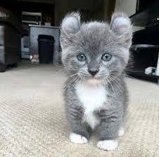 Adri Mm Adli Kullanicinin Filhotes Panosundaki Pin Sevimli Kedi Yavrulari Sevimli Kediler Kediler Ve Yavrulari