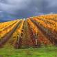 Discover Marlborough, and with a winemaker as your event image