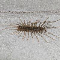 Black And Yellow Striped Centipede Millipedes Vs Centipedes How To Tell The Difference Centipede Millipede Colorful Animals