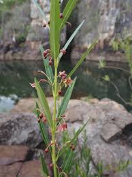 Image result for Tacazzea