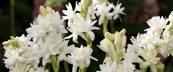 Image result for Polianthes tuberosa